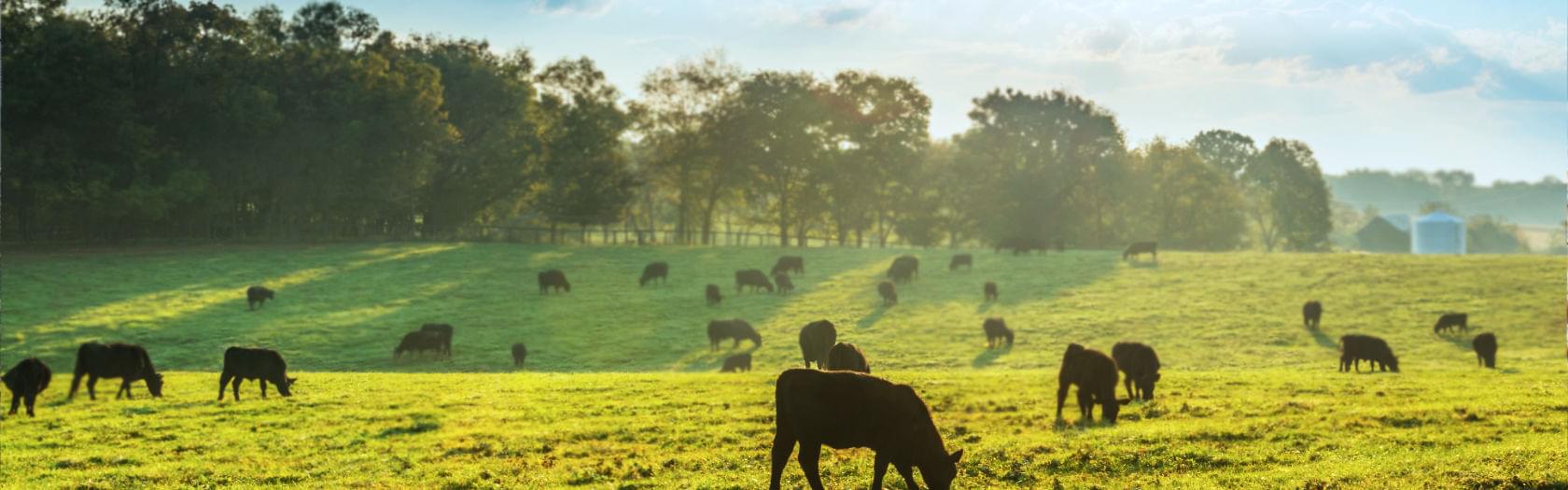 Wild Pastures Cows