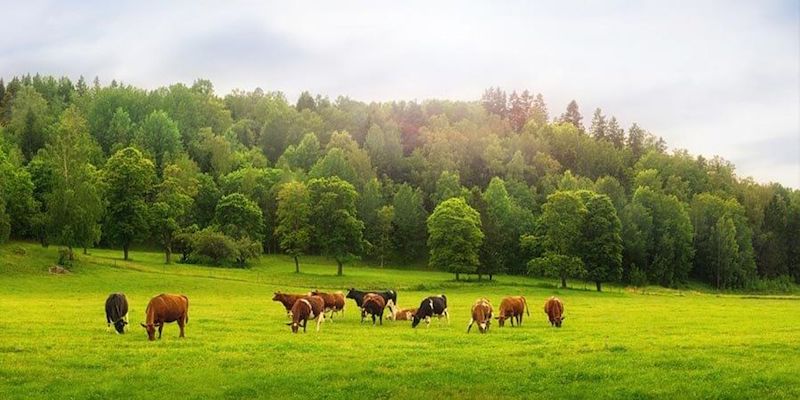 Farm-Cows