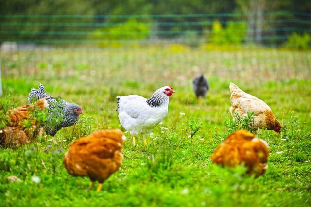 Farm-Chickens