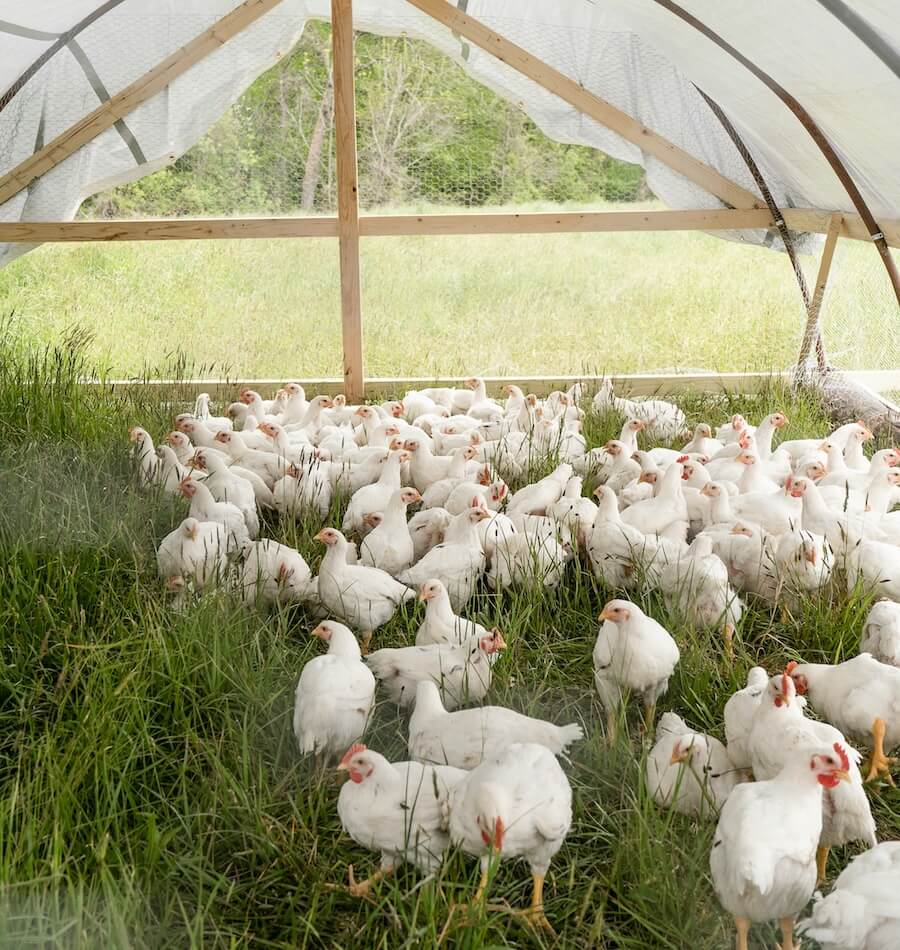 Chickens