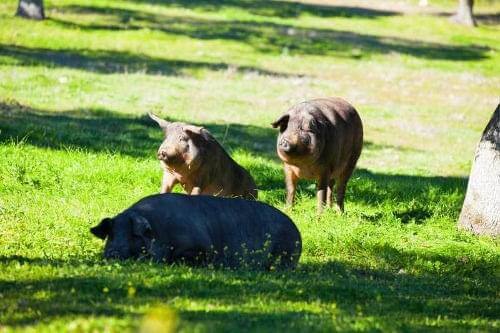 Wild Pastures